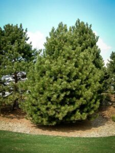 Сосна Чёрная (Pinus Nigra) купить по цене от 270.00р. в интернет-магазине «Посадика» с доставкой почтой в в Сухой Логе и по всей России – [изображение №1].