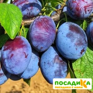 Слива Чачакская ранняя купить по цене от 229.00р. в интернет-магазине «Посадика» с доставкой почтой в в Сухой Логе и по всей России – [изображение №1].