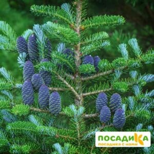 Пихта корейская (Abies koreana) купить по цене от 450.00р. в интернет-магазине «Посадика» с доставкой почтой в в Сухой Логе и по всей России – [изображение №1].