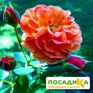 Роза Арабия купить по цене от 350.00р. в интернет-магазине «Посадика» с доставкой почтой в в Сухой Логе и по всей России – [изображение №1].