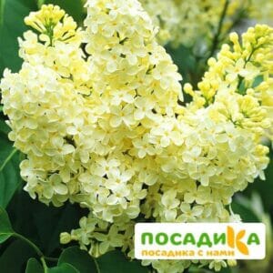 Сирень Примроуз (Primrose) купить по цене от 529.00р. в интернет-магазине «Посадика» с доставкой почтой в в Сухой Логе и по всей России – [изображение №1].