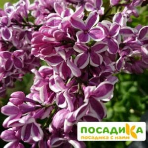 Сирень Сенсация купить по цене от 529.00р. в интернет-магазине «Посадика» с доставкой почтой в в Сухой Логе и по всей России – [изображение №1].