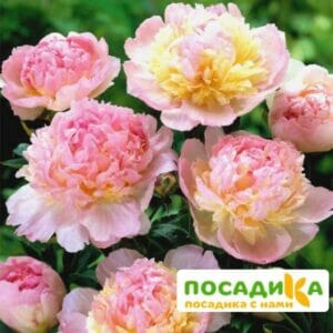 Пион Распберри Сандей (Paeonia Raspberry Sundae) купить по цене от 959р. в интернет-магазине «Посадика» с доставкой почтой в в Сухой Логе и по всей России – [изображение №1].