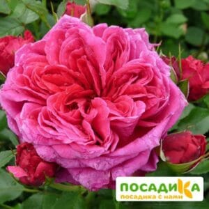 Шраб Роза Соул купить по цене от 390.00р. в интернет-магазине «Посадика» с доставкой почтой в в Сухой Логе и по всей России – [изображение №1].