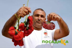 Клубника Гигант Джорнея купить по цене от 266р. в интернет-магазине «Посадика» с доставкой почтой в в Сухой Логе и по всей России – [изображение №1].