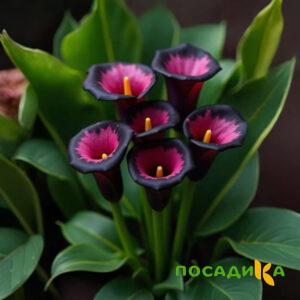 Калла Аура Лейс купить по цене от 400р. в интернет-магазине «Посадика» с доставкой почтой в в Сухой Логе и по всей России – [изображение №1].