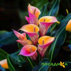 Калла Оникс купить по цене от 450р. в интернет-магазине «Посадика» с доставкой почтой в в Сухой Логе и по всей России – [изображение №1].