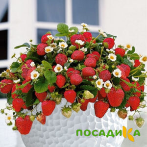 Клубника Рубиновый Шепот (горшечная) купить по цене от 240р. в интернет-магазине «Посадика» с доставкой почтой в в Сухой Логе и по всей России – [изображение №1].