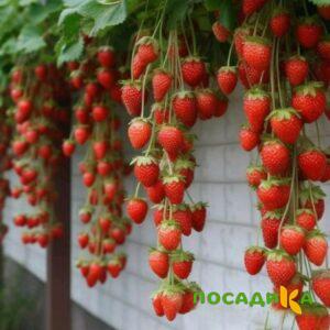 Клубника вьющаяся Комплимент купить по цене от 470р. в интернет-магазине «Посадика» с доставкой почтой в в Сухой Логе и по всей России – [изображение №1].