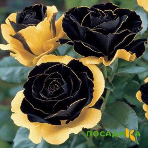 Роза Ханни Сикл купить по цене от 700р. в интернет-магазине «Посадика» с доставкой почтой в в Сухой Логе и по всей России – [изображение №1].
