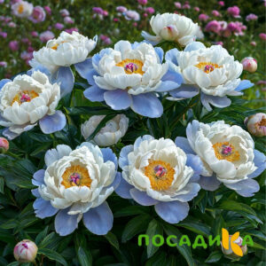 Пион акварельный Этюд купить по цене от 806р. в интернет-магазине «Посадика» с доставкой почтой в в Сухой Логе и по всей России – [изображение №1].