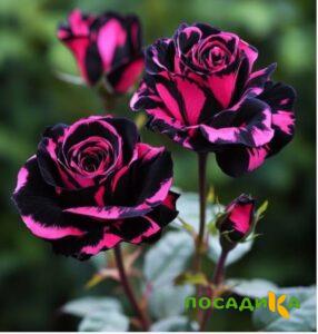 Роза Багровый Шепот купить по цене от 366р. в интернет-магазине «Посадика» с доставкой почтой в в Сухой Логе и по всей России – [изображение №1].