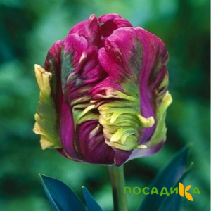 Тюльпан Экзотик Хэвен купить по цене от 186р. в интернет-магазине «Посадика» с доставкой почтой в в Сухой Логе и по всей России – [изображение №1].